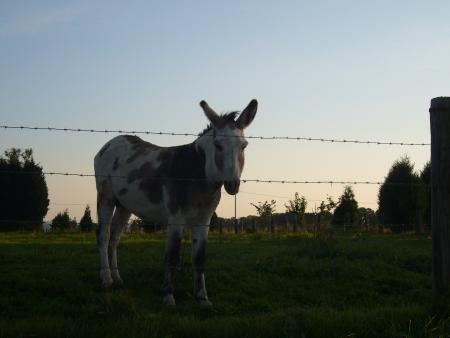 Mon ane au tache bizard