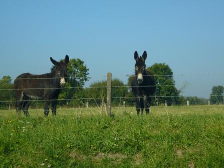 encore . petits anes
